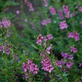 Plant Photo 1