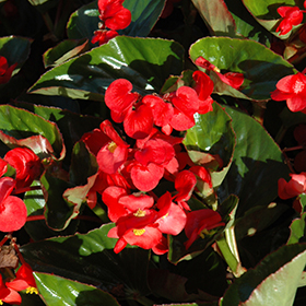 Plant Photo 9