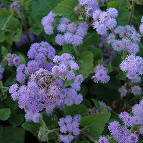 Plant Photo 6