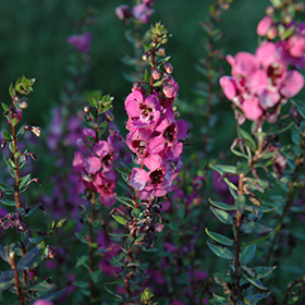 Plant Photo 8