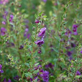Plant Photo 9