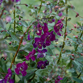 Plant Photo 4