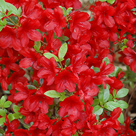 Plant Photo 5