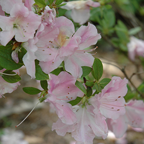 Plant Photo 3