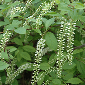 Plant Photo 1