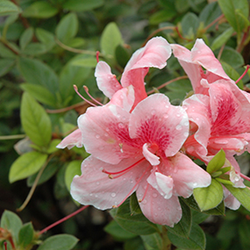 Plant Photo 7