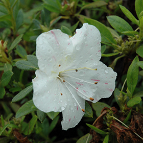 Plant Photo 5