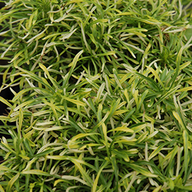 Plant Photo 7