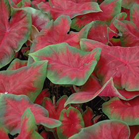 Plant Photo 10