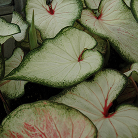 Plant Photo 5