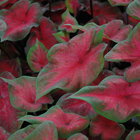 Plant Photo 7