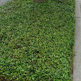 Plant Photo 9