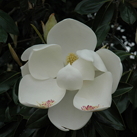 Plant Photo 5