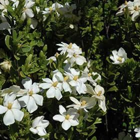 Plant Photo 2