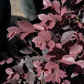 Plant Photo 4