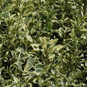 Plant Photo 4