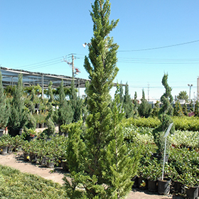 Plant Photo 10
