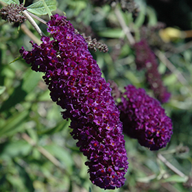Plant Photo 9