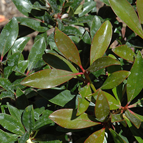 Plant Photo 1