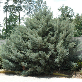 Plant Photo 9