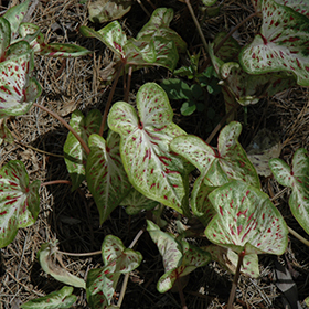 Plant Photo 1