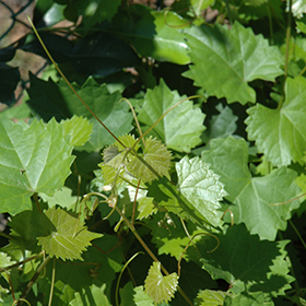 Plant Photo 9