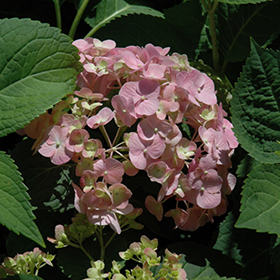 Plant Photo 2