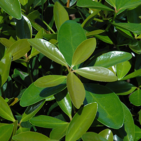 Plant Photo 2