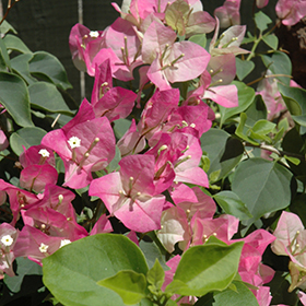 Plant Photo 10