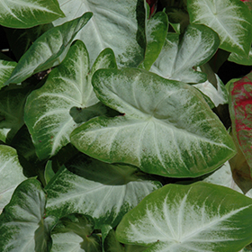 Plant Photo 5