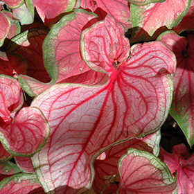Plant Photo 9