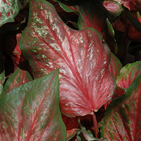 Plant Photo 6