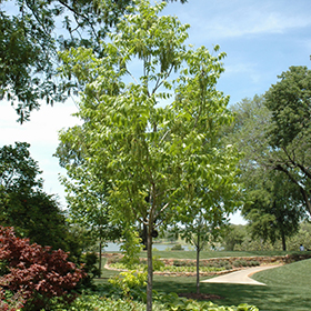 Plant Photo 5