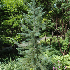 Plant Photo 10