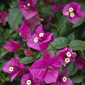 Plant Photo 2