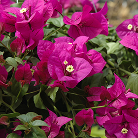 Plant Photo 7