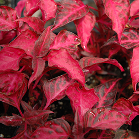 Plant Photo 8