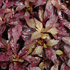 Plant Photo 5