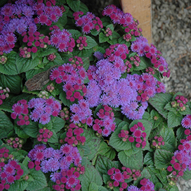 Plant Photo 6