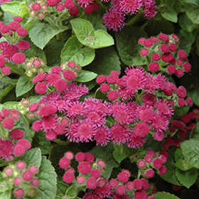 Plant Photo 8