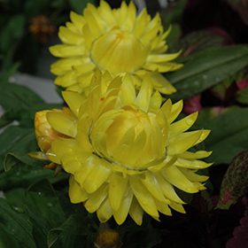 Plant Photo 8