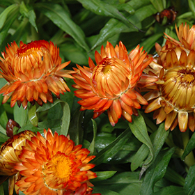 Plant Photo 6