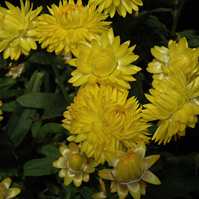 Plant Photo 4
