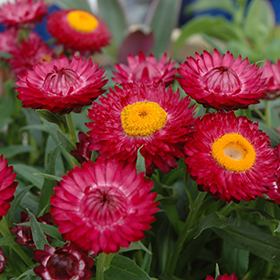 Plant Photo 7