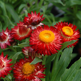 Plant Photo 5
