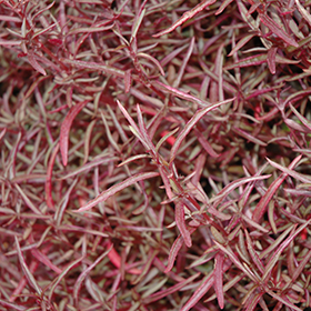 Plant Photo 2