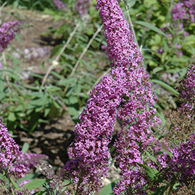 Plant Photo 1