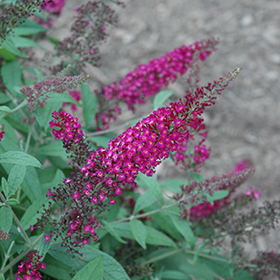 Plant Photo 7