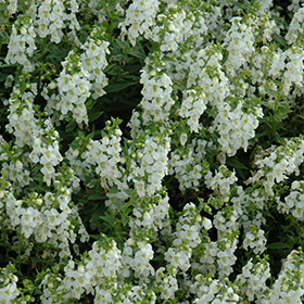 Plant Photo 9