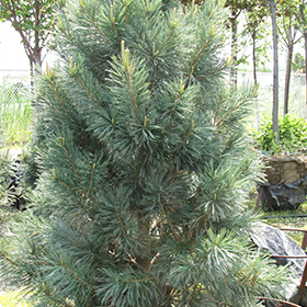 Plant Photo 2